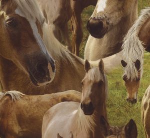 Kids & Teens II - 293104